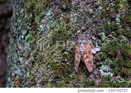 A brown cicada that is reminiscent of the summer sun and heat A brown cicada that is reminiscent of the summer sun and heat 136750737