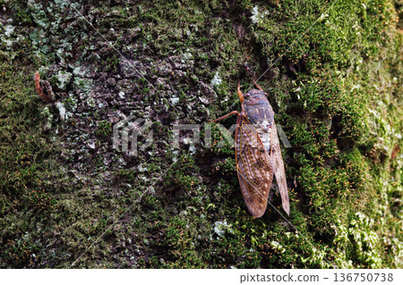 一種讓人聯想到夏日陽光和炎熱的棕色蟬 136750738