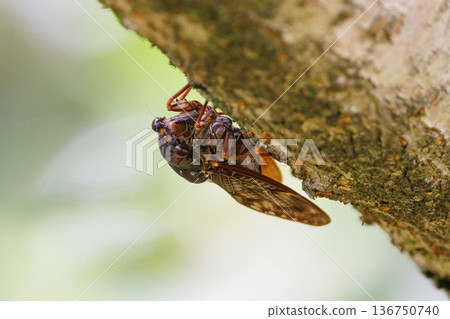 A brown cicada that is reminiscent of the summer sun and heat 136750740