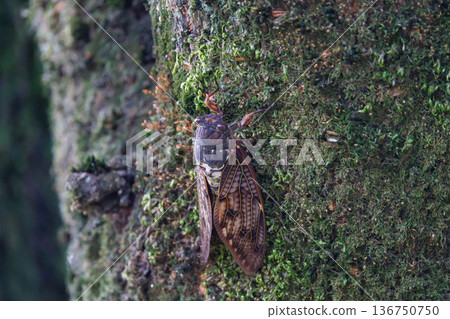 A brown cicada that is reminiscent of the summer sun and heat A brown cicada that is reminiscent of the summer sun and heat 136750750