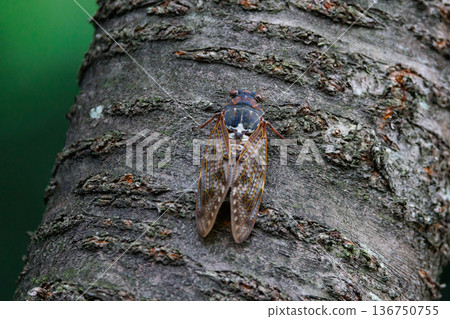 A brown cicada that is reminiscent of the summer sun and heat A brown cicada that is reminiscent of the summer sun and heat 136750755
