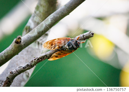 A brown cicada that is reminiscent of the summer sun and heat 136750757