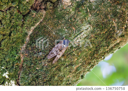 一種讓人聯想到夏日陽光和炎熱的棕色蟬 136750758