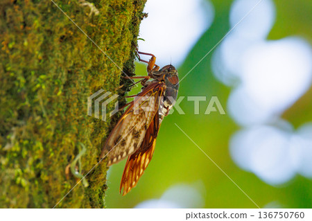 一種讓人聯想到夏日陽光和炎熱的棕色蟬 一種讓人聯想到夏日陽光和炎熱的棕色蟬 136750760