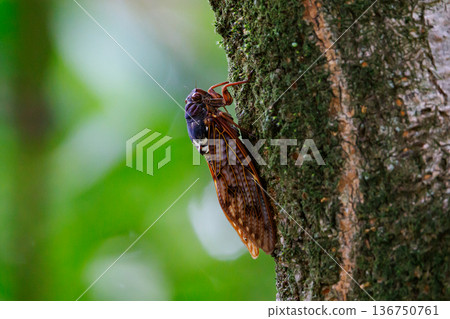 A brown cicada that is reminiscent of the summer sun and heat A brown cicada that is reminiscent of the summer sun and heat 136750761
