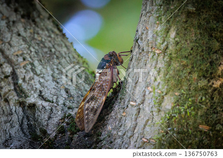 A brown cicada that is reminiscent of the summer sun and heat 136750763