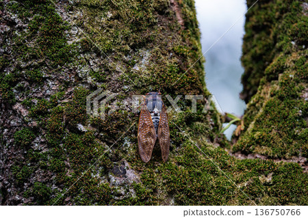 A brown cicada that is reminiscent of the summer sun and heat A brown cicada that is reminiscent of the summer sun and heat 136750766