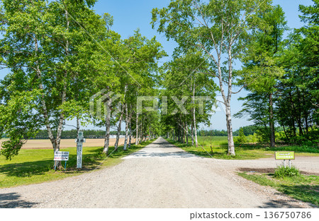 Hokkaido Tokachi Ranch in summer, birch trees 136750786