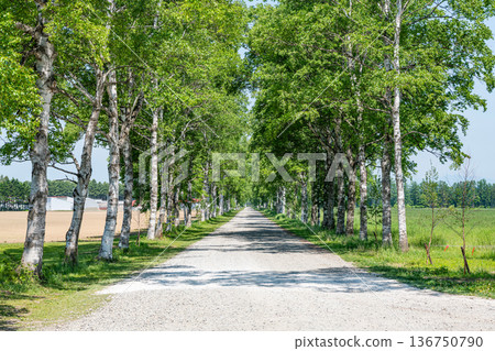 Hokkaido Tokachi Ranch in summer, birch trees 136750790