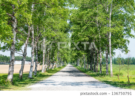 Hokkaido Tokachi Ranch in summer, birch trees 136750791