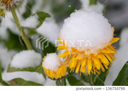 雪花飄落在盛開的美麗花朵上。 136750798