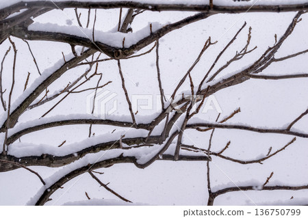 Snow falling on the branches of dead trees in winter 136750799