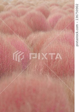 Autumn leaves Kokia Autumn leaves Kokia 136750902