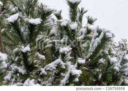 Snow falling on pine needles Snow falling on pine needles 136750956