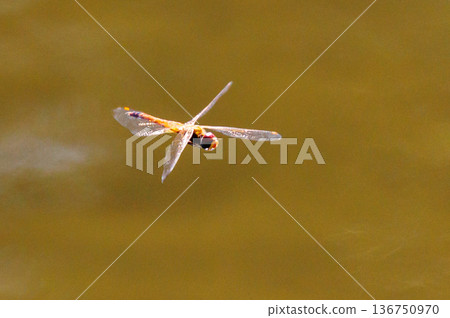 Usubaki dragonfly also called spirit dragonfly or bon dragonfly Usubaki dragonfly also called spirit dragonfly or bon dragonfly 136750970