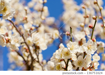 白梅花在藍天中閃耀 白梅花在藍天中閃耀 136751024
