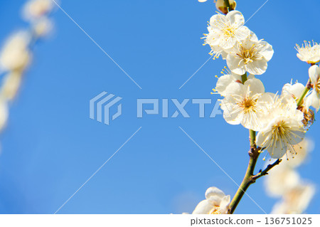 白梅花在藍天中閃耀 白梅花在藍天中閃耀 136751025