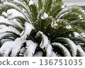 Snow falling on cycad leaves 136751035