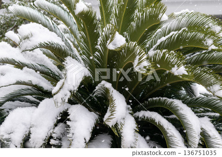 Snow falling on cycad leaves Snow falling on cycad leaves 136751035
