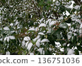 Snow falling on tree leaves 136751036