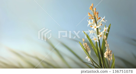 Beauty asphodel flower, garden decoration, copy space blurred background, AI generataed 136751078