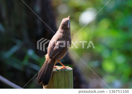 外來物種法禁止新繁殖的外來入侵物種中華花眉 136751100