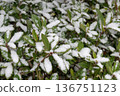 Snow falling on tree leaves 136751123