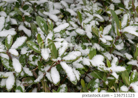 Snow falling on tree leaves 136751123