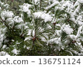 Snow falling on pine needles 136751124