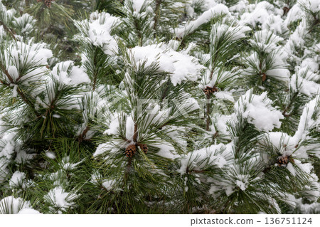 Snow falling on pine needles 136751124