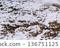 Patchy snow and ground patterns 136751125