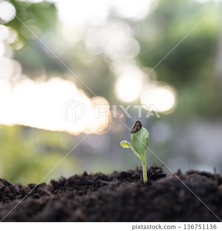 Pumpkin sprout seeding, backyard home gardening 136751136
