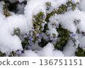 Snow falling on pretty purple flowers 136751151