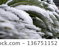 Snow falling on cycad leaves 136751152