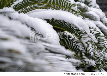 雪花落在蘇鐵葉片上 雪花落在蘇鐵葉片上 136751152