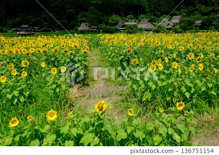 夏日向日葵花田和美山村 136751154