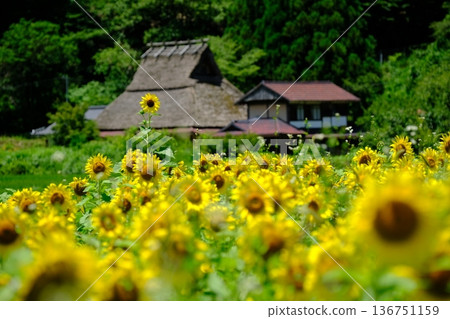 夏日向日葵花田和美山村 136751159