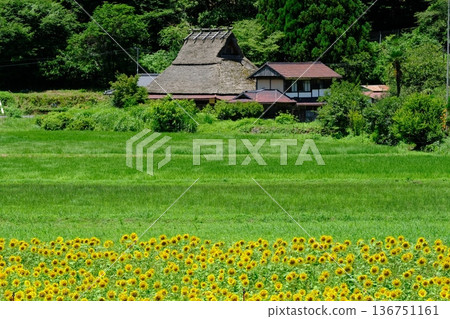 夏日向日葵花田和美山村 夏日向日葵花田和美山村 136751161
