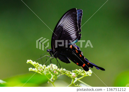 A beautiful black butterfly with beautiful wings that shine with glossy green and blue on a black background Crow Swallowtail A beautiful black butterfly with beautiful wings that shine with glossy green and blue on a black background Crow Swallowtail 136751212