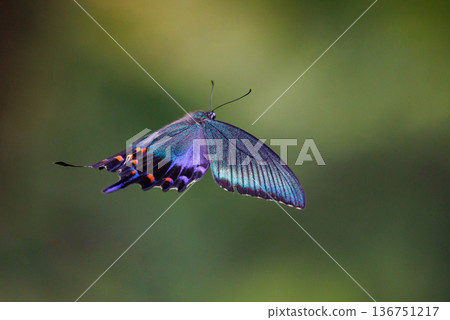 A beautiful black butterfly with beautiful wings that shine with glossy green and blue on a black background Crow Swallowtail A beautiful black butterfly with beautiful wings that shine with glossy green and blue on a black background Crow Swallowtail 136751217