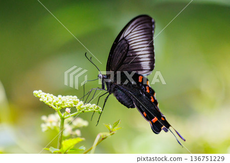 A beautiful black butterfly with beautiful wings that shine with glossy green and blue on a black background Crow Swallowtail A beautiful black butterfly with beautiful wings that shine with glossy green and blue on a black background Crow Swallowtail 136751229