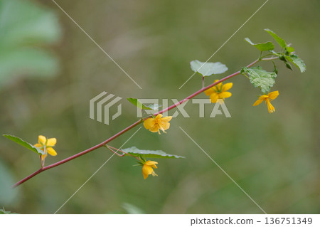 An annual plant with bright yellow flowers and reddish brown seeds. 136751349