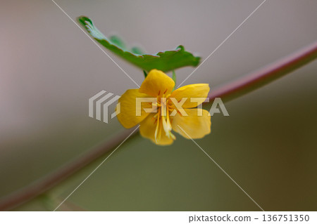 An annual plant with bright yellow flowers and reddish brown seeds. 136751350