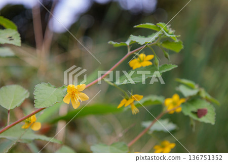 An annual plant with bright yellow flowers and reddish brown seeds. 136751352