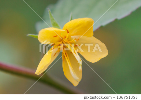 An annual plant with bright yellow flowers and reddish brown seeds. 136751353