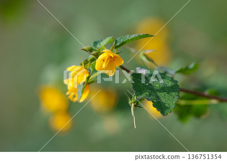 An annual plant with bright yellow flowers and reddish brown seeds. An annual plant with bright yellow flowers and reddish brown seeds. 136751354