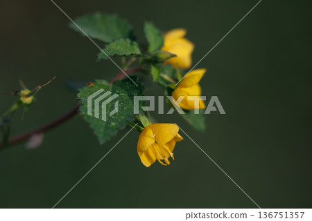 An annual plant with bright yellow flowers and reddish brown seeds. An annual plant with bright yellow flowers and reddish brown seeds. 136751357