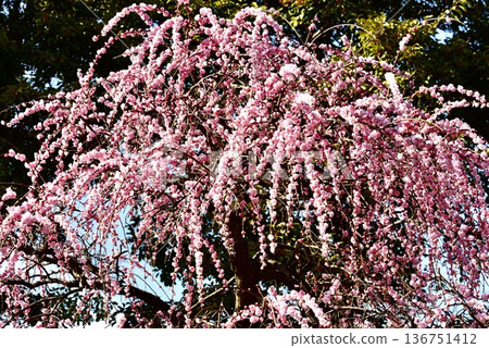 美麗的粉紅色垂枝梅花 美麗的粉紅色垂枝梅花 136751412