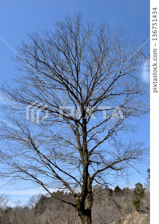 Deciduous trees that can withstand the cold as the north wind blows in winter Deciduous trees that can withstand the cold as the north wind blows in winter 136751434