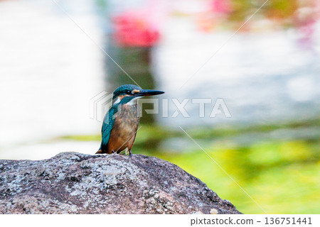 琉璃色的流行翠鳥 琉璃色的流行翠鳥 136751441